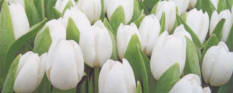 Плитка Ялта 20*50 Tulip Mini W